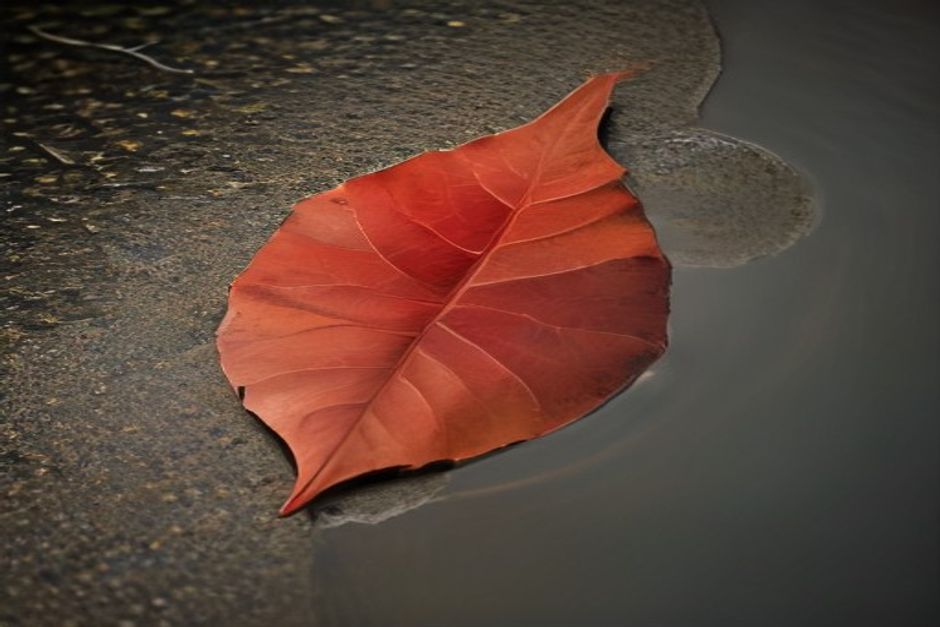A single dry autumn leaf resting on still dark water at dawn, soft reflections, muted earth tones